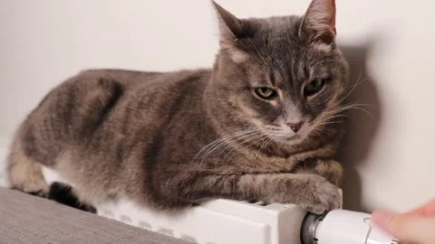 Grey tabby cat lying on radiator while female hand adjusts temperature control. Stock Footage 314430994
