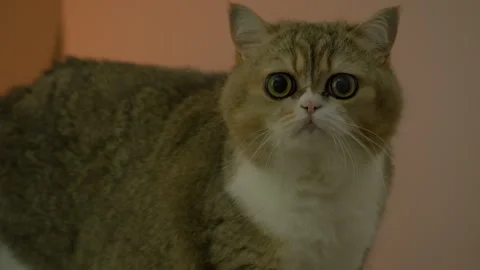 Grey tabby cat on orange background, turns its head and looks surprised.  Stock Footage 286772398