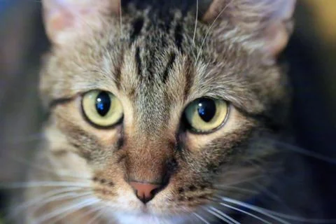 Grey Tabby Cat 写真素材
