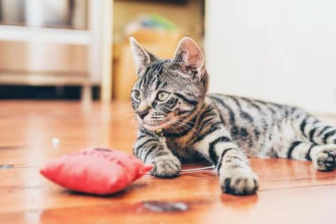 Grey tabby cat with pretty striped markings Stock Photos