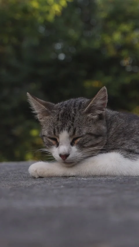 A Grey Tabby Cat Is Resting On The Rocks In The Garden On A Sunny Summer Evening Stock Footage 266460463