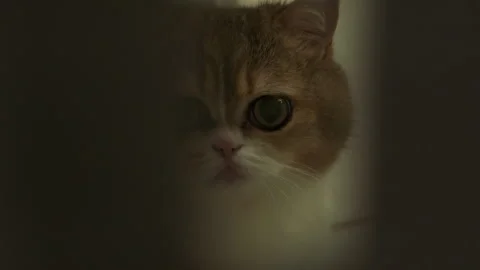 A grey tabby cat rises its head and looks at the camera closely. Close up shot Stock Footage 286750633