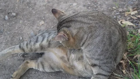 Grey Tabby Cat Scratching Its Ear | Natural Feline Moment 库存影片 259552522