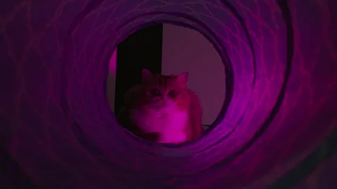 Grey tabby cat as seen through the toy cat tunnel illuminated with pink light. Stock Footage 286761653