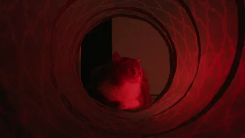 Grey tabby cat as seen through the toy cat tunnel illuminated with red light. Stock Footage 286762551
