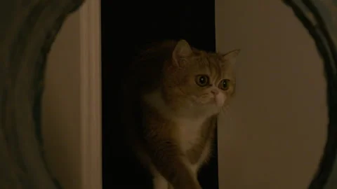 Grey tabby cat as seen through the toy cat tunnel. Munchkin British Shorthair Stock Footage 286762561