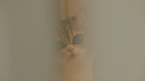 Grey tabby cat as seen through blurry half-open door. Close up shot of a cat. Stock Footage 286774148
