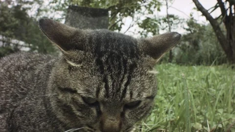 Grey tabby cat siting up looking around then down curling up back to sleep in th Stock Footage 236237952