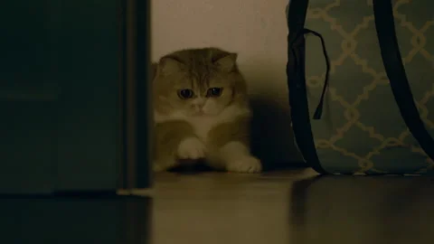 Grey tabby cat sits on the floor next to a toy tunnel and plays with laser point Video stock 286774041