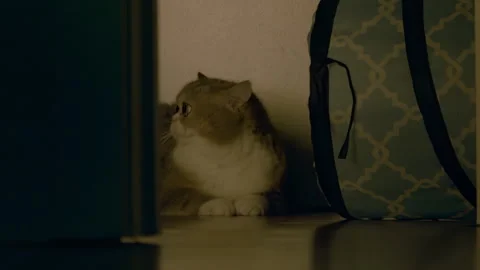 Grey tabby cat sits on the floor, next to a toy cat tunnel, and stares. Stock Footage 286774470