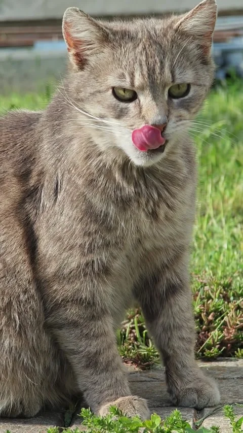 Grey tabby cat sitting outdoors licking lips and grooming its paw Stock Footage 335838292