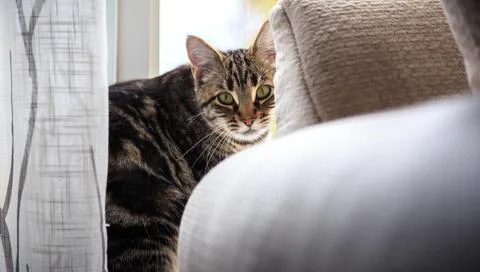Grey Tabby Cat Sitting in Window Behind Curtain Stock Photos