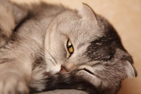 Grey tabby cat sleeping Foto stock