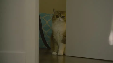 Grey tabby cat with white spots sits on the floor near half-open door. Stock Footage 286772715