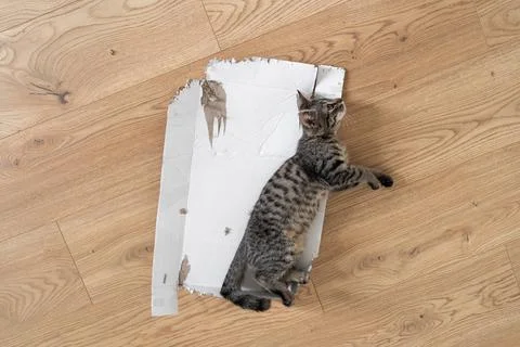 Grey tabby kitten lie down on the floor in torn cardboard box. Funny cat play at Stock Photos