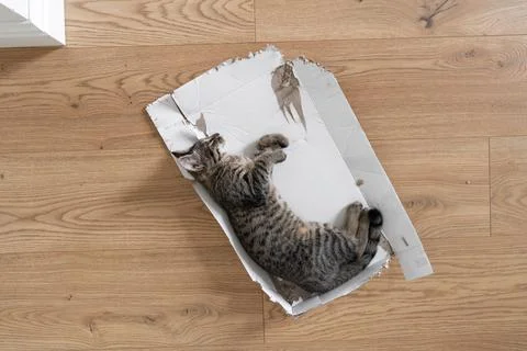 Grey tabby kitten lie down on the floor in torn cardboard box. Funny cat play at Stock Photos