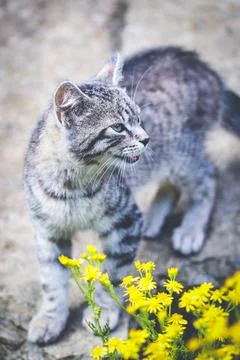 Grey tabby kitten Stock Photos