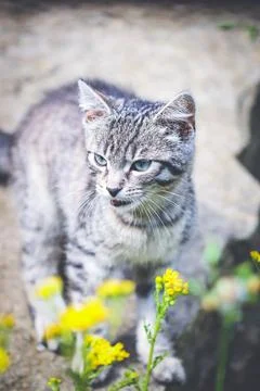 Grey tabby kitten Stock Photos