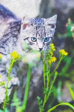 Grey tabby kitten Stock Photos