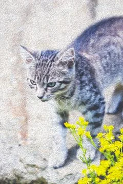 Grey tabby kitten Stock Photos