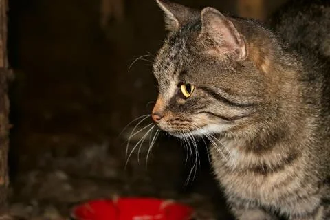 Grey tabby at night Foto stock