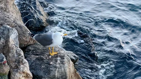 Grey tailed seagull standing on rock. Bird animal wildlife. Sea waves Video stock 252255705