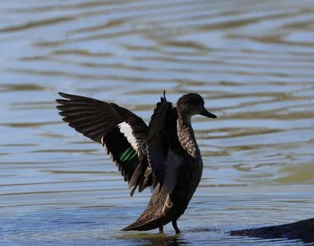 Grey teal flapping its wings. Stock-Fotos