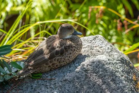 Grey teal Stock Photos