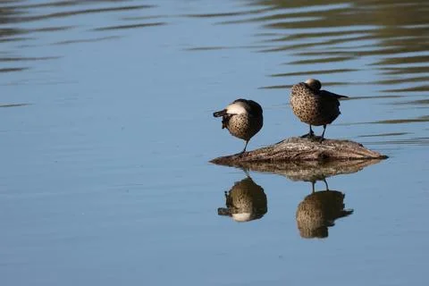 Grey teals preening. Stock Photos