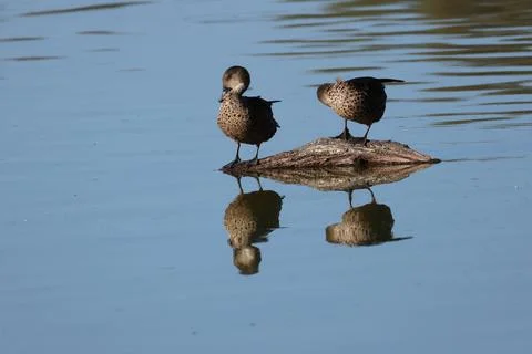 Grey teals preening. Stock Photos
