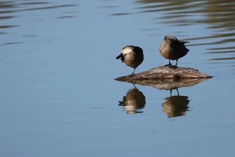 Grey teals preening. Stock Photos