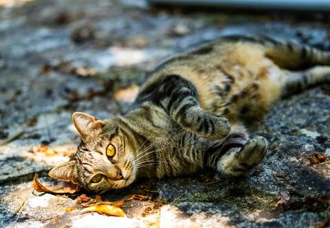 Grey tiger cat looking at the camera with beautiful eyes Stock Photos