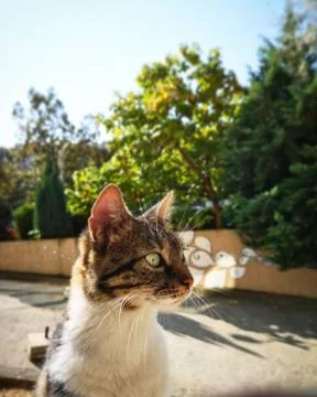 Grey Tiger cat Foto stock