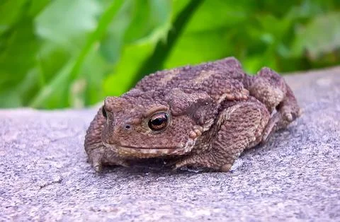 Grey toad (Bufo bufo) Stock Photos