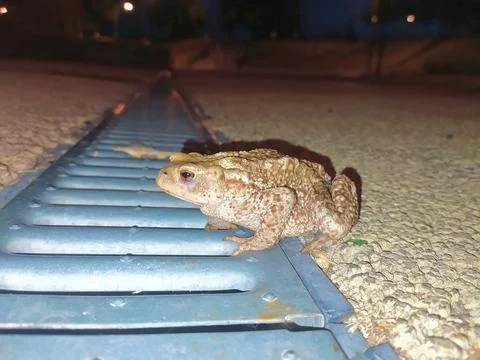 Grey toad  closeup at crepuscle Stock Photos