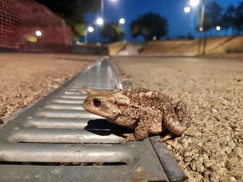 Grey toad closeup in evening Stock Photos