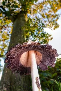 Grey Toadstool starting to rot away Stock Photos