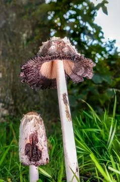 Grey Toadstools starting to rot away Stock Photos