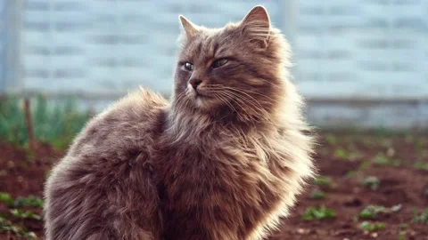Grey tom cat into the garden Stock Footage 137175210