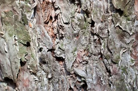 Grey tree bark close view Stock Photos