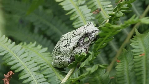 Grey Tree Frog Stock Footage 157185174