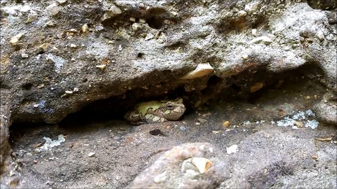 Grey Tree Frog on Ledge1 스톡 동영상 89299641