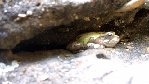 Grey Tree Frog on Ledge2 스톡 동영상 89300226