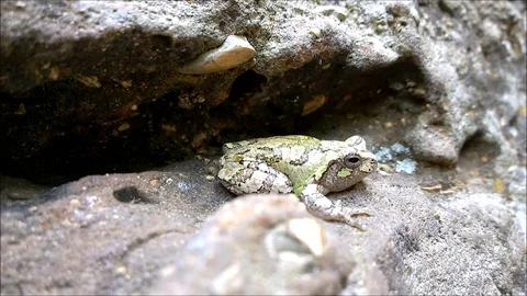 Grey Tree Frog on Ledge3 스톡 동영상 89300234