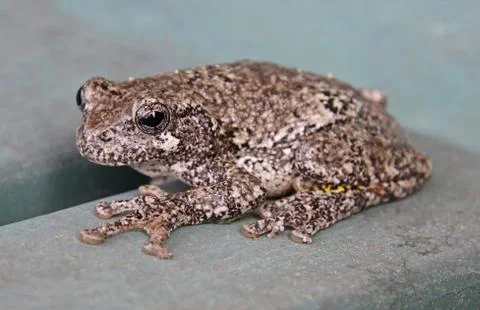 Grey tree frog Stock Photos