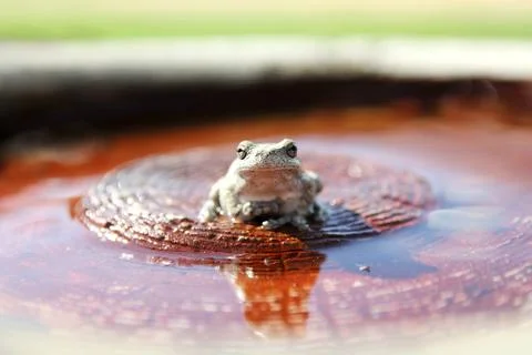 Grey Tree Frog Sitting in Bird Bath in Garden Stock Photos