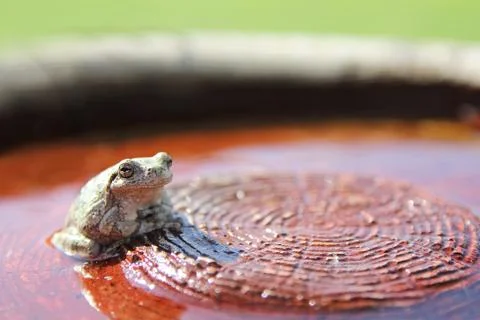 Grey Tree Frog Sitting in Water in Garden Stock Photos