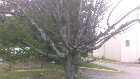 Grey tree of thought 스톡 사진