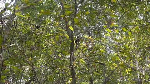 Grey Treepie Bird Stock-Footage 332534853