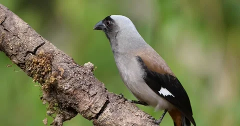 Grey Treepie Closeup Video stock 330762113